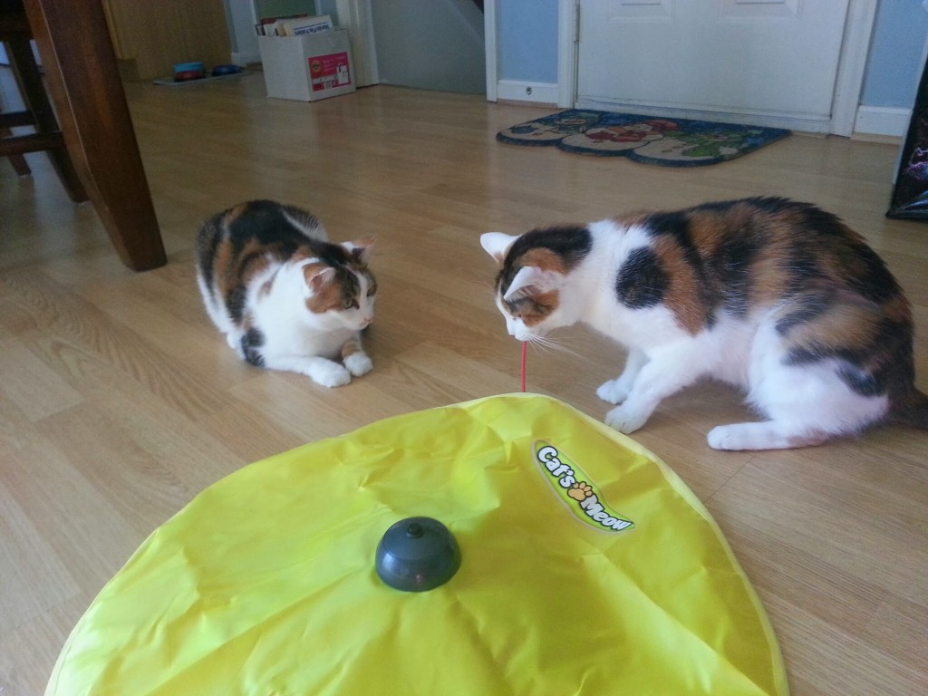 Reeses and Snickers playing with their Christmas present