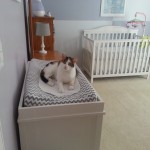 Snickers on the changing table in the nursery